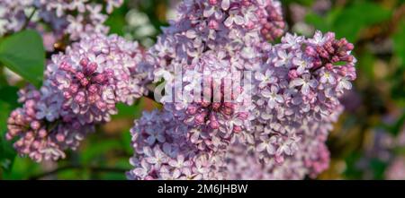 The common lilac (Syringa vulgaris), also known as the French lilac or simply the lilac blooming in the garden. Stock Photo