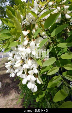 Common robinia (Robinia pseudoacacia), false acacia, false acacia ...