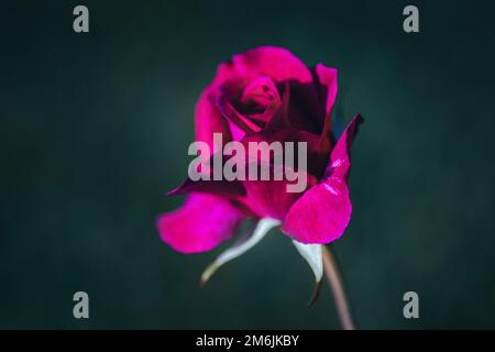 Crimson pink english rose on dark green background, copy space Stock Photo