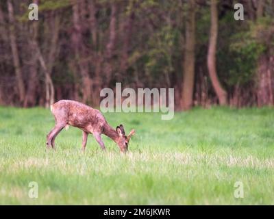Young roe deer with growing antler grazing grass on the meadow Stock Photo