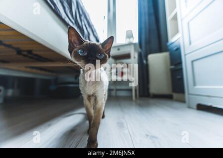 Picture of a Devon rex cat standing on the wooden floor next to the bed in the living room. Pet concept. Medium shot. High quality photo Stock Photo
