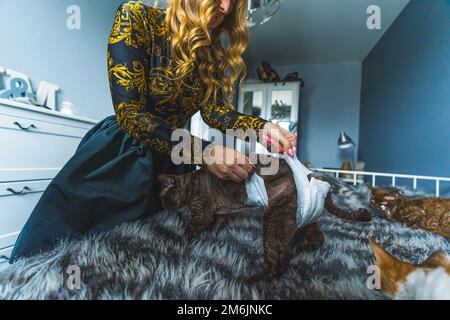 Devon rex cat standing on a bed and being cleaned by a woman. Medium shot. Pet concept. High quality photo Stock Photo
