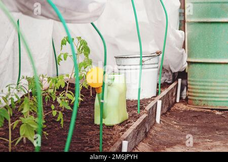 Greenhouse with tomato plants in organic homestead, growing vegetables in small family garden Stock Photo