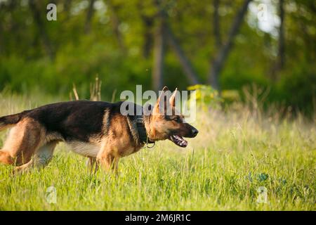 A german shepherd dog on a training. On green summer nature background. Stock Photo