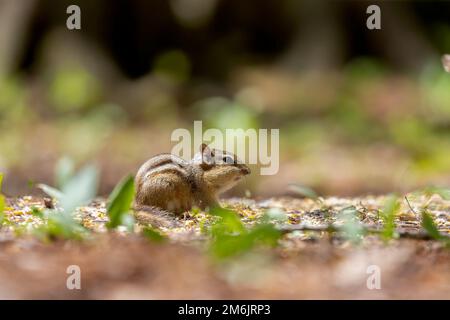 Eastern chipmunk (Tamias striatus) in the forest Stock Photo