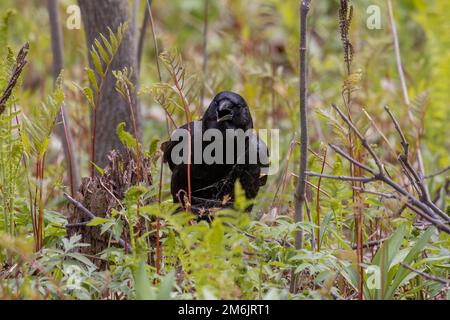 The American crow (Corvus brachyrhynchos) Stock Photo