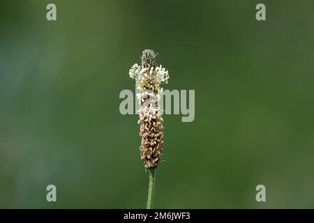 plantago lanceolata close-up of the inflorescence of a ribwort plantain in spring Stock Photo