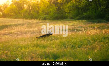 A german shepherd dog on a training. On green summer nature background. At the sunset evening time. Stock Photo