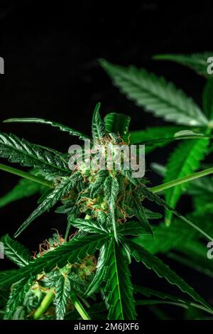 Blossoming cannabis plants with white and yellow flowers, on a dark background Stock Photo