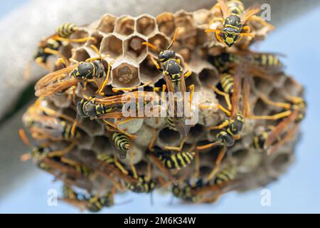 European wasp (Vespula germanica) building a nest to start a new colony. Stock Photo