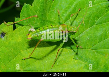 Tettigonia viridissima, the great green bush-cricket, is a large species of katydid or bush-cricket belonging to the family Tett Stock Photo