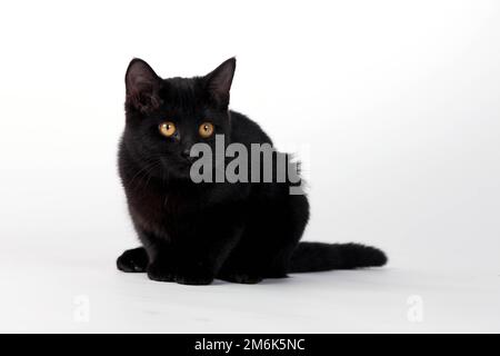 Concord, NC, USA. 30th Nov, 2009. A black kitten plays in a studio environment (Credit Image: © Walter G. Arce Sr./ZUMA Press Wire) Stock Photo