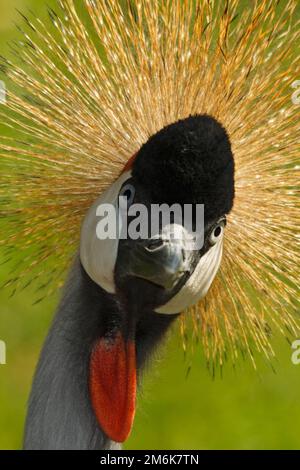 South african crowned crane Stock Photo