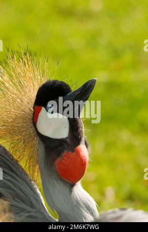 South african crowned crane Stock Photo