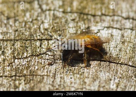 Red mason bee - Osmia bicornis Stock Photo