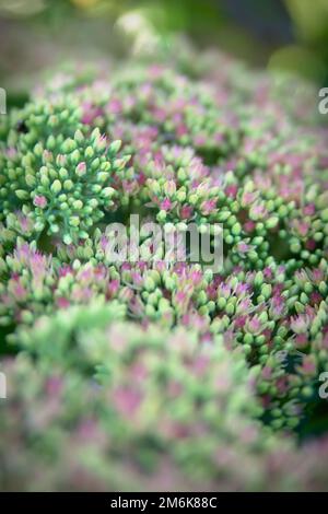 Sedum spectabile Iceberg plant - macro photo of a flower Stock Photo