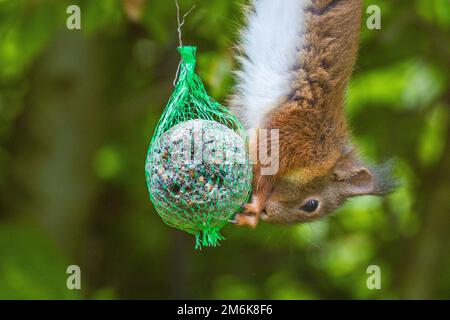 Eurasian red squirrel - Sciurus vulgaris Stock Photo