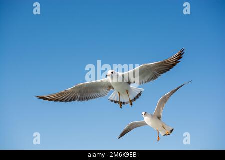 Single seagull flying in blue a sky Stock Photo