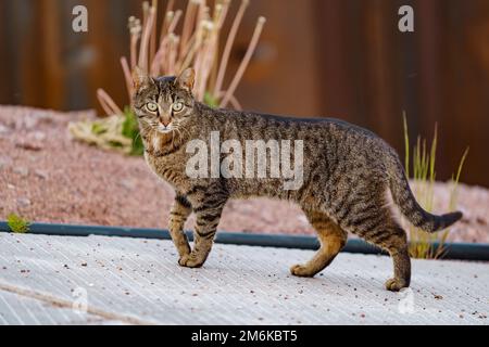 Striped multi-colored cat hunting, attentive look Stock Photo