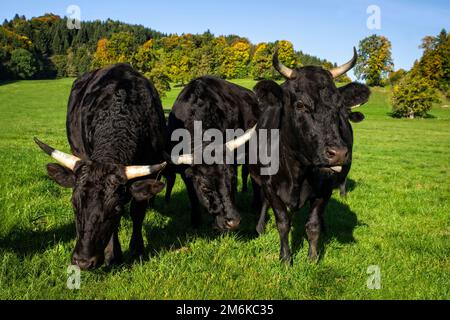 Black wagyu cow group is relaxing after morning feeding in lush green gras at the Bavarian Alps on a sunny day Stock Photo