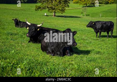 Black wagyu cow group is relaxing after morning feeding in lush green gras at the Bavarian Alps on a sunny day Stock Photo