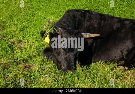 Black wagyu bull is relaxing after morning feeding in lush green gras at the Bavarian Alps on a sunny day Stock Photo