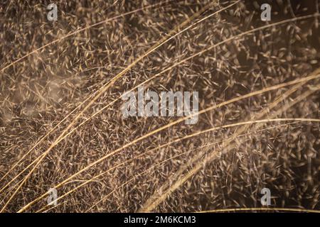 Close up of the seeds of long grass with a lot of background bokeh. Stock Photo