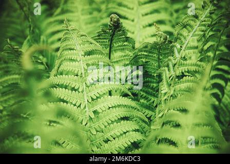 Fern growing in spring forest, natural background on green fern leaves Stock Photo