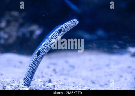 Garden eels close-up view in ocean Stock Photo