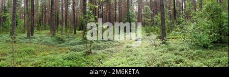 Landscape of Belarus - pine forest Stock Photo