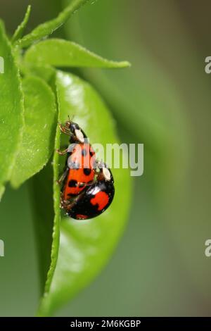 Two ladybugs sit on a leaf of an apple tree and mate, Germany Stock ...