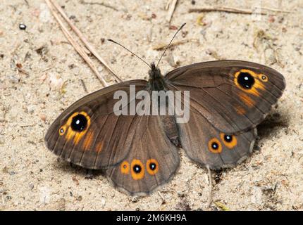 Butterfly large wall brown Stock Photo