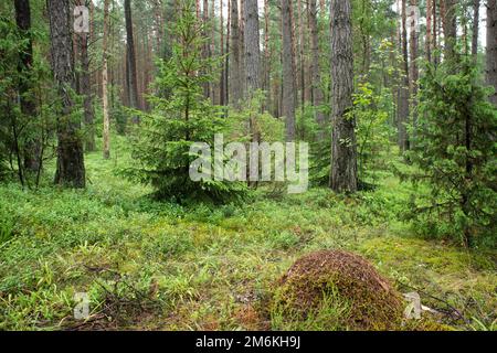 Landscape of Belarus - pine forest Stock Photo
