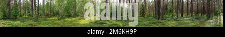 Landscape of Belarus - pine forest Stock Photo