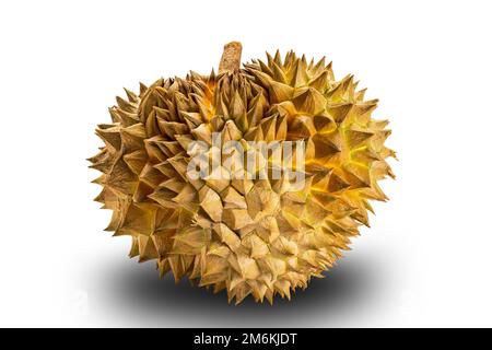 Single whole ripe durian fruit isolated on white background with clipping path. Stock Photo