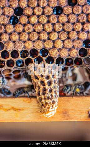 queen cell in a beehive, on a frame with a closed brood hatching a new queen bee Stock Photo