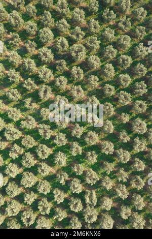 Aerial view of a land planted with olive trees Stock Photo - Alamy