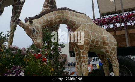 Pasadena, California, USA 3rd January 2023 San Diego Zoo Safari Park 50th Anniverary Rose Parade Float with Rhinos and Giraffes on display at Floatfest for Rose Parade 2023 on January 3, 2023 in Pasadena, California, USA. Photo by Barry King/Alamy Stock Photo Stock Photo