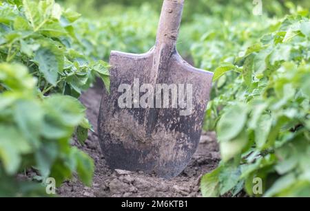 Shovel on the background of potato bushes. Digging up a young potato tuber from the ground on a farm. Digging potatoes with a sh Stock Photo