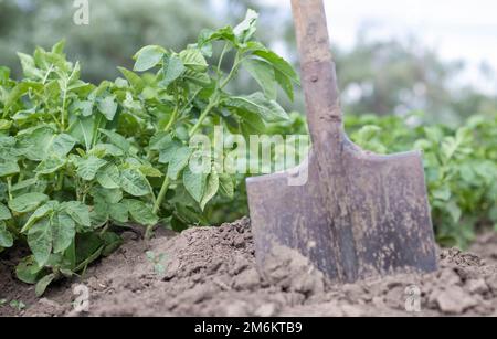 Shovel on the background of potato bushes. Digging up a young potato tuber from the ground on a farm. Digging potatoes with a sh Stock Photo