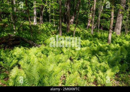 The ostrich fern ( Matteuccia struthiopteris) Stock Photo