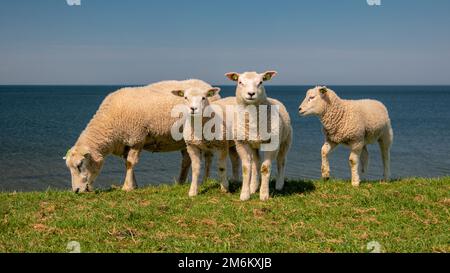 Lambs and Sheep on the dutch dike by the lake IJsselmeer,Spring views , Netherlands Sheeps in a meadow on green grass Stock Photo