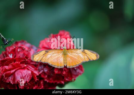 Close up of exotic butterfly on a plant. Stock Photo