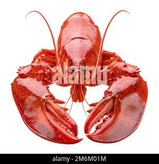 Cooked lobster isolated on white background, full depth of field Stock Photo