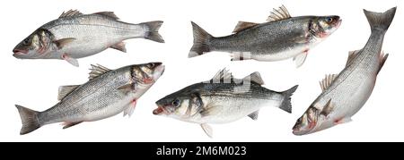 Sea bass fish isolated on white background Stock Photo