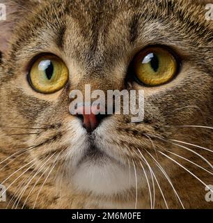Portrait of an adult gray Scottish straight cat on a black background Stock Photo