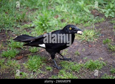 Australian Pied Currawong (Strepera graculina) Stock Photo