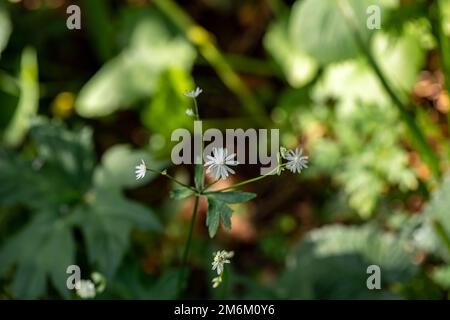 Astrantia carniolica flower growing in mountains, close up Stock Photo