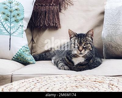 Beautiful female adult tabby cat on sofa at home, lovely adorable pet, portrait Stock Photo