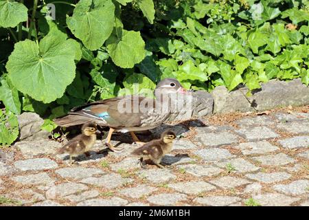 Female mandarin duck (Aix galericulata) with chicks Stock Photo